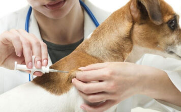 Ветеринарная клиника в Тюмени — лечим кошек, собак, грызунов